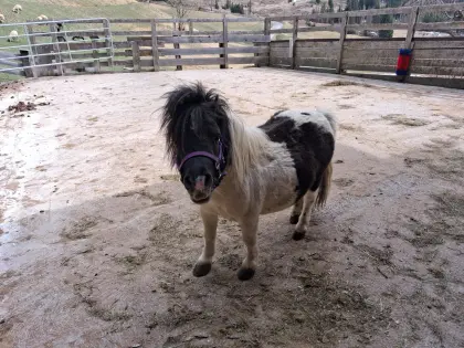 Mini Shetlandpony Hengst