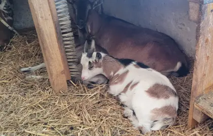 Geben hübsche behornte w/m und unbehornte m Ziegenkitze her!