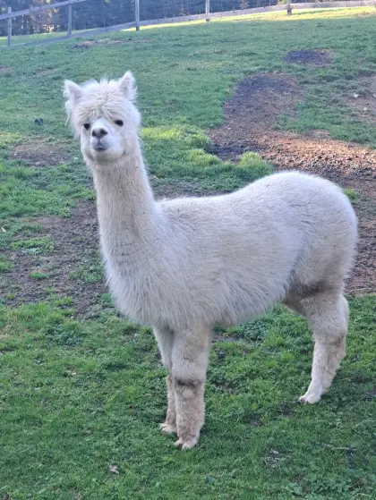 Alpakastute Maya 7 Jahre, Wallach Max wird im Herbst 4 Jahre