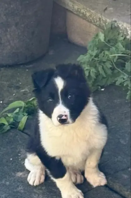 Border Collie Welpen