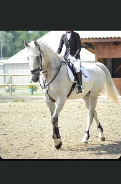 Großrahmiger Wallach zu verkaufen