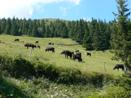 Gutsverwaltung Dennig sucht Mitarbeiter für Fleischzerlegung