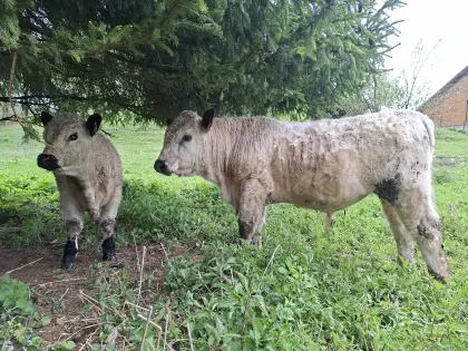 2 Stk. BIO Galloway Jungstiere Weiß