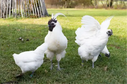 Bruteier BE Ga HMong