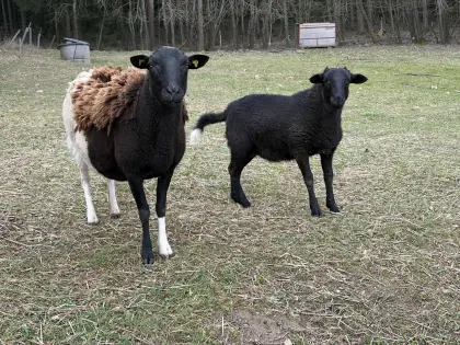 Nolana Schaf - Familie