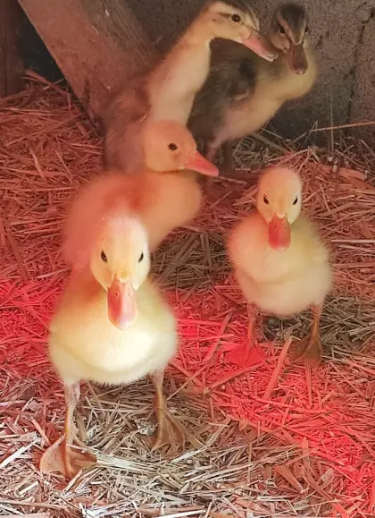 Laufentenküken zu verschenken