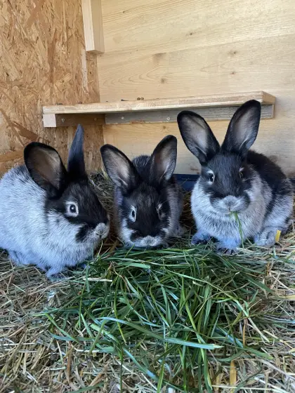 Junghasen, Helle Großsilber