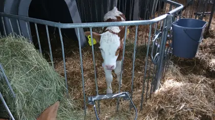 Verkaufe weibliches Bio-Kalb