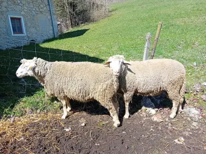 Merinowidder zu verkaufen