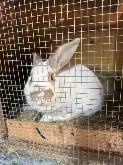 Deutscher Riesenscheck