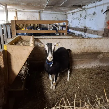 Bündner Strahlenziege