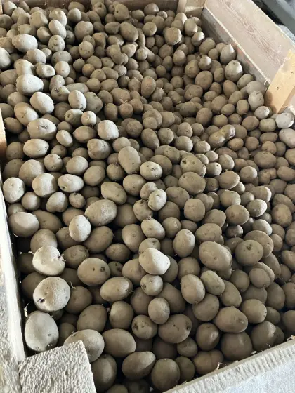 Eurostarch ca. 1.200 kg