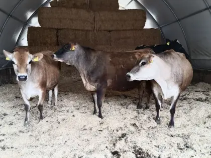 Trächtige Jersey-Kalbinnen