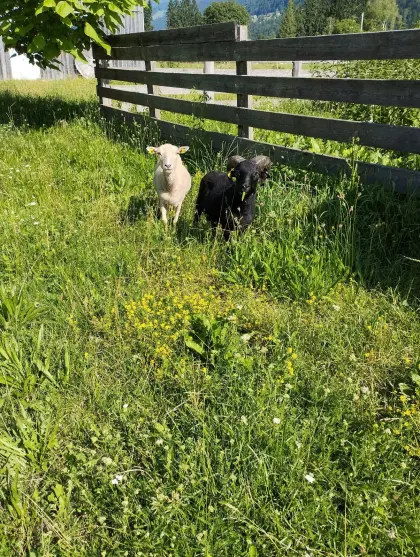 Quessantschafe Zwergschafe