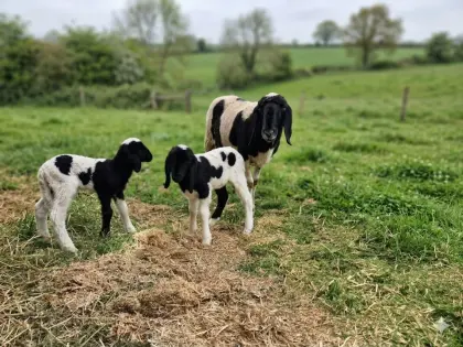 Tscheggenschaf mit Lämmern