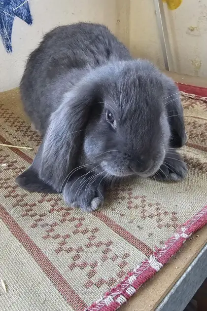 Deutsche Widder, Zwergwidder