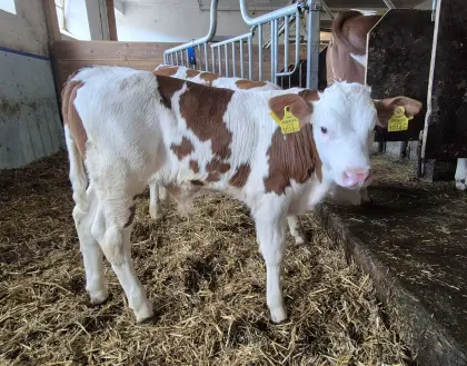 Fleckvieh x Montbeliarde Stierkalb