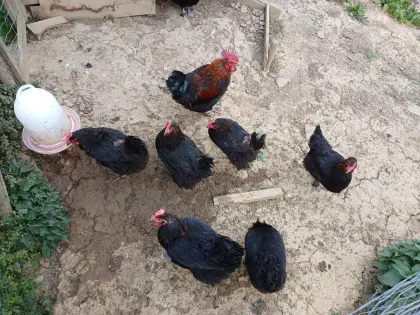 Marans Hennen mit Hahn