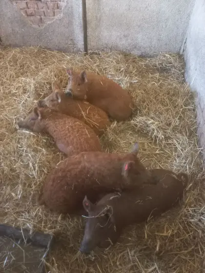 Mangalitza Zuchteber
