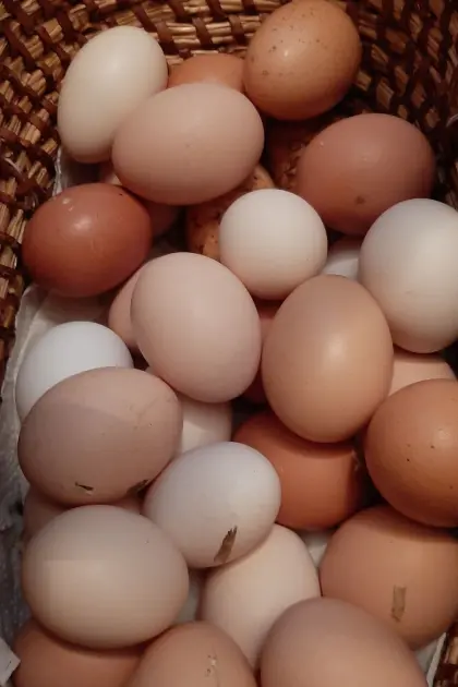 Bruteier von bunter Hofhuhnschar