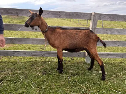 Gämsfarbige Gebirgsziegen GGZ