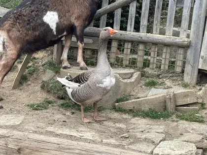 Junger Ganter zu vergeben