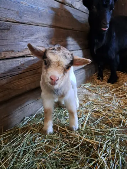 Mini-Zwergziegen-Mädchen