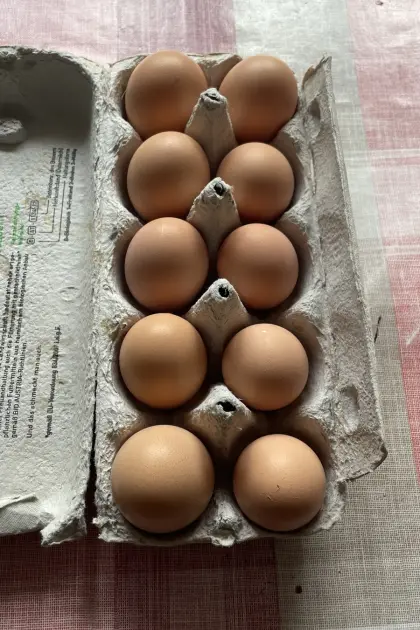 Bruteier Bielefelder Kennhühner