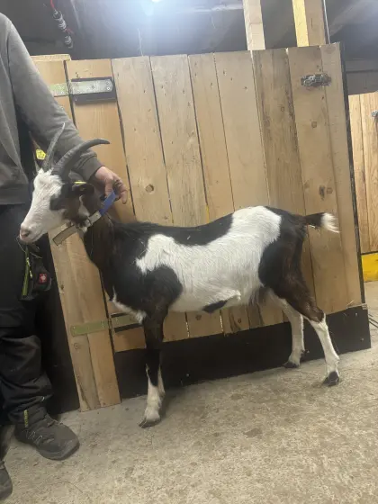 Tauernschecken Erstlingsziege