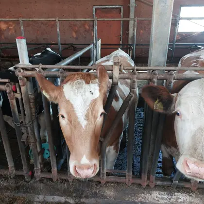 Fleckvieh Kalbinen von 6 m - 18 m, sehr schön