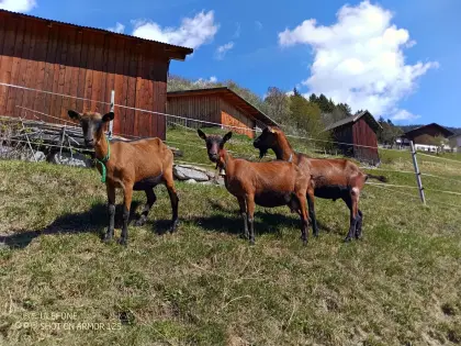 Bestandsauflösung Gämsfarbige Gebirgsziegen