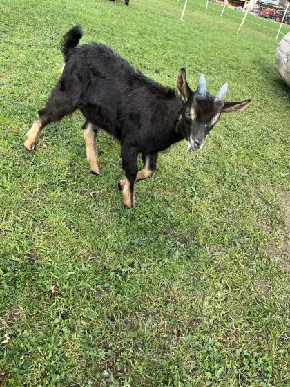 Aosta Mischlingsbockkitz