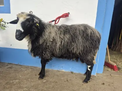 Krainer Steinschaf Widder