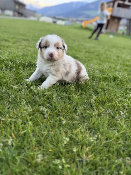 Australian Shepherd Welpen