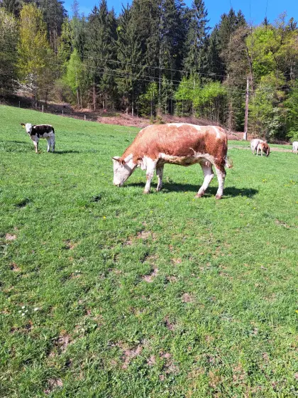 Ennstaler Bergschecken Kuh mit Kalb