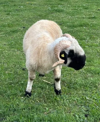 Walliser Schwarznasen Schafbock