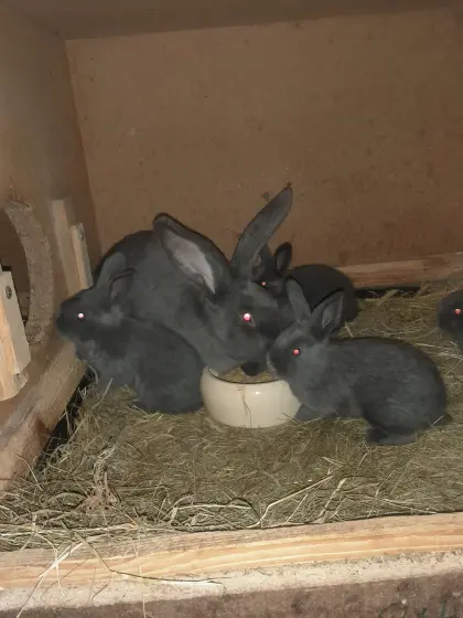 BlWe Deutsche Häsin + Junge