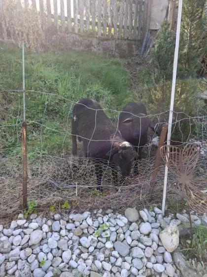 Verkaufe Juralämmer zum Weiden