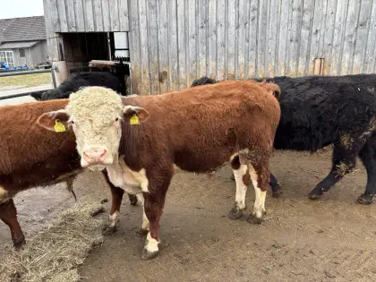 Bio Hereford Stier