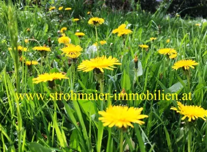 2 ha bis 7 ha Wiese mit Stall zu verpachten