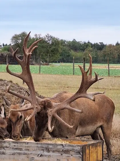 Hirschkälber vom kapitalen Rothirsch