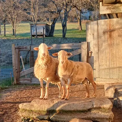 Nolana Braunes Haarschaf Widder
