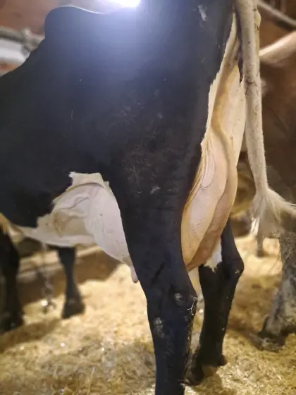 Schwarze Pinzgauer Kuh