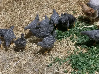 Pekingentenküken, Amrokhähne