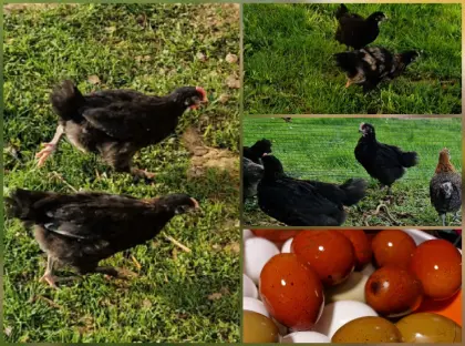 1.1 Marans-Pärchen