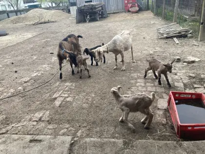 Ziegenkitze Milchziegen/Gebirgsziege