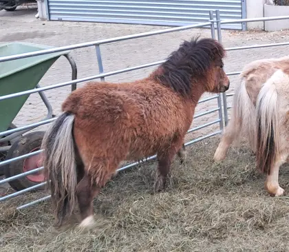 Minishetland-Goldprämien-Hengst-Jährling