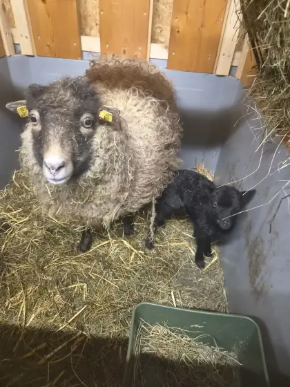 Ouessant, Zwergschaf, weiblich