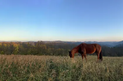 Suche Hof, Haus für Pferdehaltung, NÖ, Steiermark