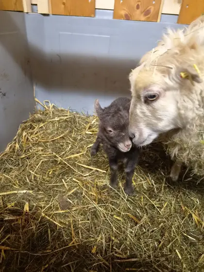 Ouessant Zwergschaf Quessant